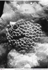 Historisches Foto von Paragalathea crenarvina (Robins et al., 2016) (NHMW-AFW-GEO-BACHMAYER-FOTO-1990-0041-2792)
